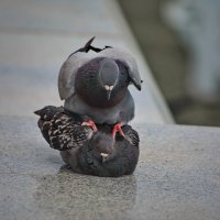 А обещал сначала жениться. :: Татьяна Бравая А обещал сначала жениться. :: Татьяна Бравая