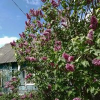 *** :: Валентина Береснева