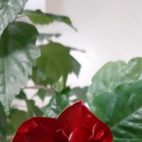 Цветущая весна :: Ольга 