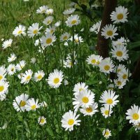 Ромашки :: Рита Симонова