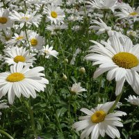 Ромашки :: Рита Симонова