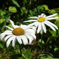 Ромашки :: Рита Симонова