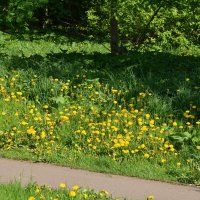 Одуванчики :: Oleg4618 Шутченко