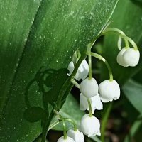 Ландыши :: Татьяна Тюменка