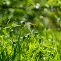 ___ :: Yuriy V ___ :: Yuriy V