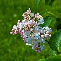 Сиреневый май :: Светлана Сиреневый май :: Светлана