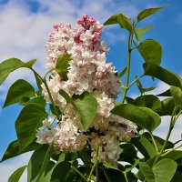 Сиреневый май :: Светлана 