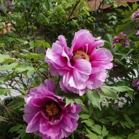 Распускается он, будто радугу извергая, - бутон пиона... Бусон... :: Галина 