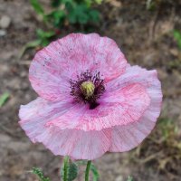 Нежно-нежно-розовый :: Наталья 