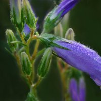 *** :: Надежда Куркина 