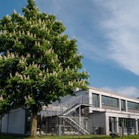 Каштановые свечки... :: Николай Гирш