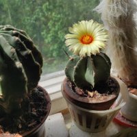 Расцвёл кактус :: Игорь Ч.