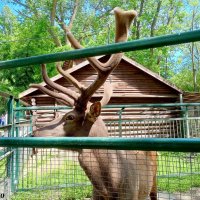 В ростовском зоопарке :: Нина Бутко В ростовском зоопарке :: Нина Бутко