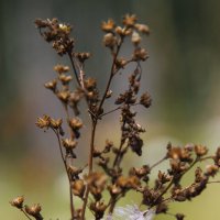 Случайное приземление... :: Андрей Пристяжнюк