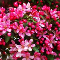 Расцветает яблоня Недзвецкого :: Aida10 