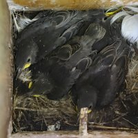 Скворцы :: краснов юрий Скворцы :: краснов юрий