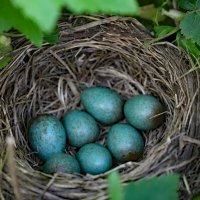 Дрозд :: краснов юрий 