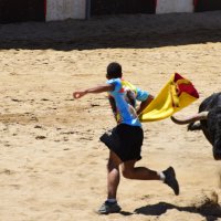 С быком наперегонки :: azambuja 