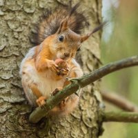 Белочка с орешком. :: Виктор Евстратов
