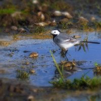 Подкрепилась на славу ... :: Владимир Шошин