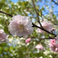 Цветы Луизеании.. :: Наталия Павлова Цветы Луизеании.. :: Наталия Павлова