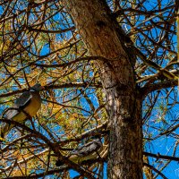 *** :: Дмитрий Лупандин