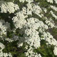 Куст спиреи в пышном одеянье... :: Наталия Павлова