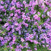 Флокс шиловидный :: Наиля 