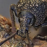 . :: Игорь Осипов