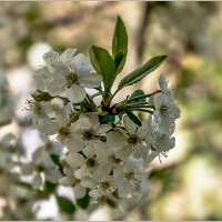 Вторая половина мая... :: Aquarius - Сергей Вторая половина мая... :: Aquarius - Сергей