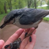 Поползень :: Сапсан 