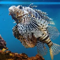 Крылатка-зебра :: <<< Наташа >>>