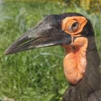Кафрский рогатый ворон :: <<< Наташа >>>