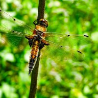 Стрекоза на солнышке. :: Милешкин Владимир Алексеевич Стрекоза на солнышке. :: Милешкин Владимир Алексеевич