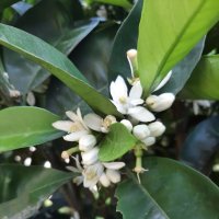 ЦВЕТЕНИЕ АПЕЛЬСИНА :: Tata Wolf