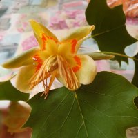 Лириодендрон тюльпановый, или тюльпанное дерево :: Tata Wolf