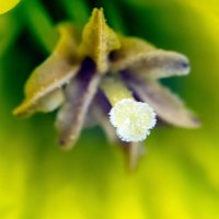 Нарцисс :: Андрей Щетинин