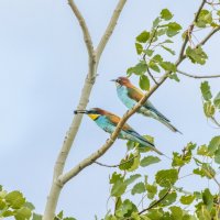 золотистые щурки :: юрий макаров