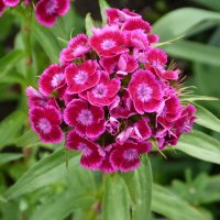 Гвоздика Турецкая Махровая :: Валентин Семчишин Гвоздика Турецкая Махровая :: Валентин Семчишин