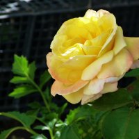 Глория  Дей :: Валентин Семчишин