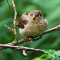 !!! :: kolyeretka !!! :: kolyeretka