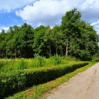 Чебоксары. Дубрава Ботанического сада. :: Пётр Чернега