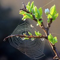 Майские этюды :: Галина Ильясова Майские этюды :: Галина Ильясова