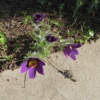 на клумбе :: Елена Шаламова