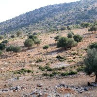 Оливковые деревья в горах Крита :: Ольга Оливковые деревья в горах Крита :: Ольга