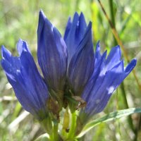 Горечавка :: Anna Ivanova