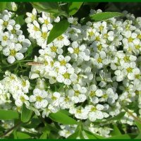 Как невеста в белых кружевах, куст спиреи в пышном одеянье :: Ольга Довженко