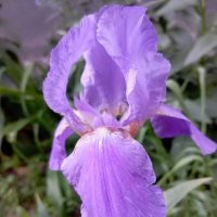 Ирис :: Елена Семигина