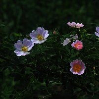 Пляшущие цветочки :: Юрий Гайворонскiий Пляшущие цветочки :: Юрий Гайворонскiий