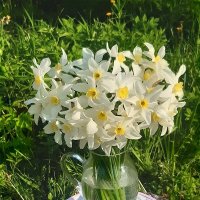 Весенний букет! :: Нина Андронова